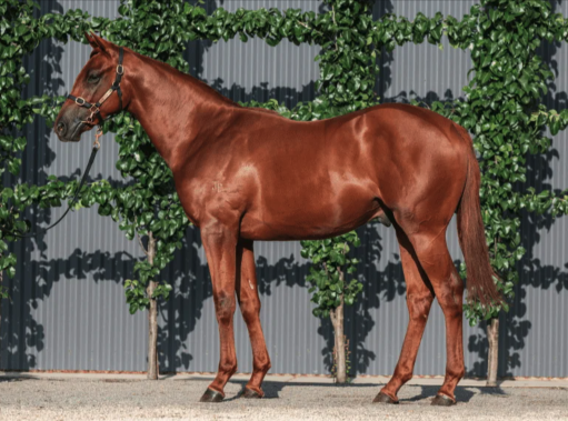 Latest Weekly Listings – Highland Reel, Dundeel and Almanzor